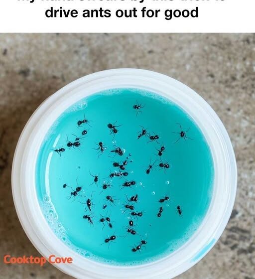  My nana swears by this trick to drive ants out for good