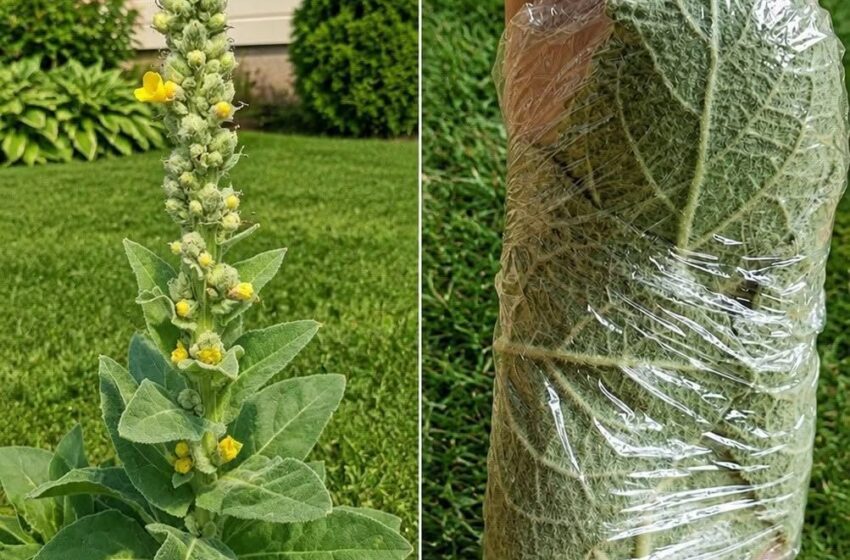 The Plant Growing in Many Yards That People Have Used for Generations