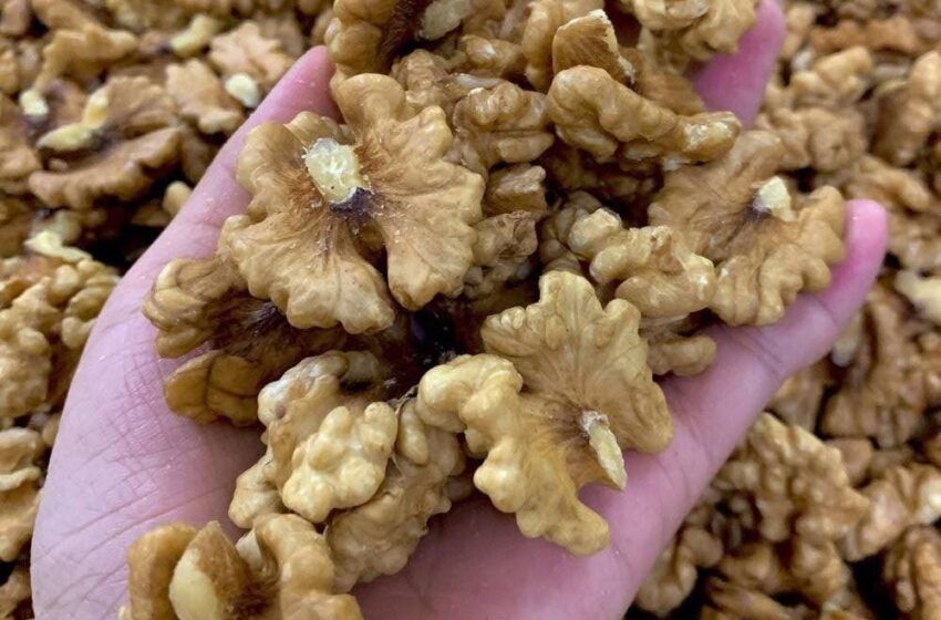  Doctors Reveal That Eating Walnuts Causes Remarkable Changes in the Brain and Body