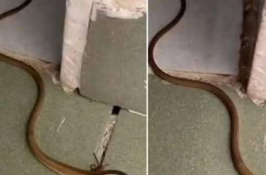  “What to Do If You Find a Snake in Your Home: Causes, Safety Tips, and Prevention”