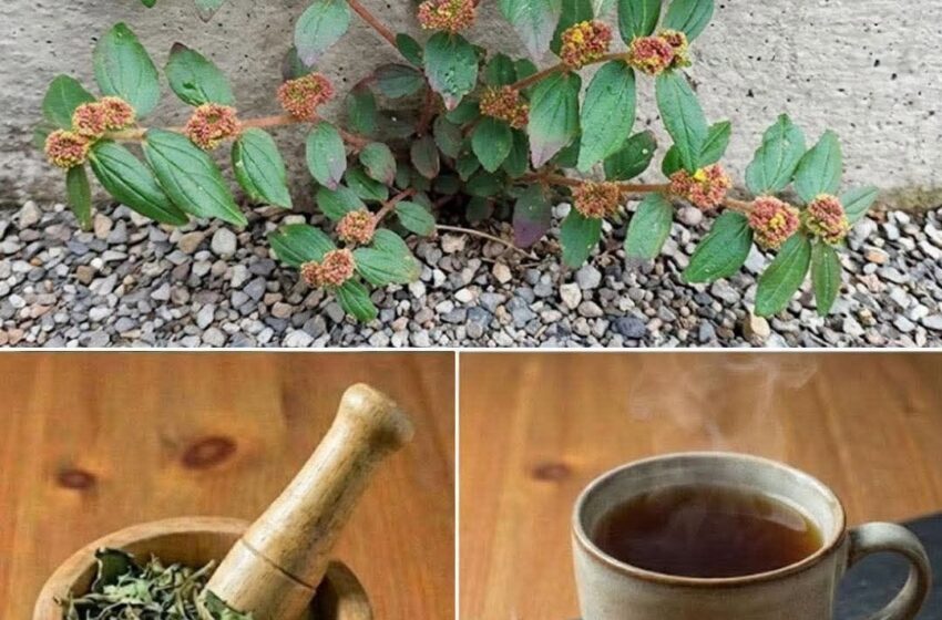  Asthma Plant Tea – Benefits and Uses of Euphorbia hirta