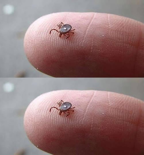  Does anyone know what this is? I found it crawling on my son’s leg after a walk in the woods. It looked like a tick… but that weird white spot really freaked me out.