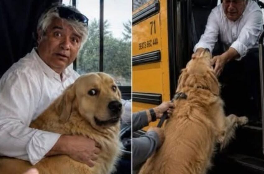  A Furious Mother Wanted the School Bus Driver and His Dog Fired – What Our Principal Did Next Left the Town in Tears
