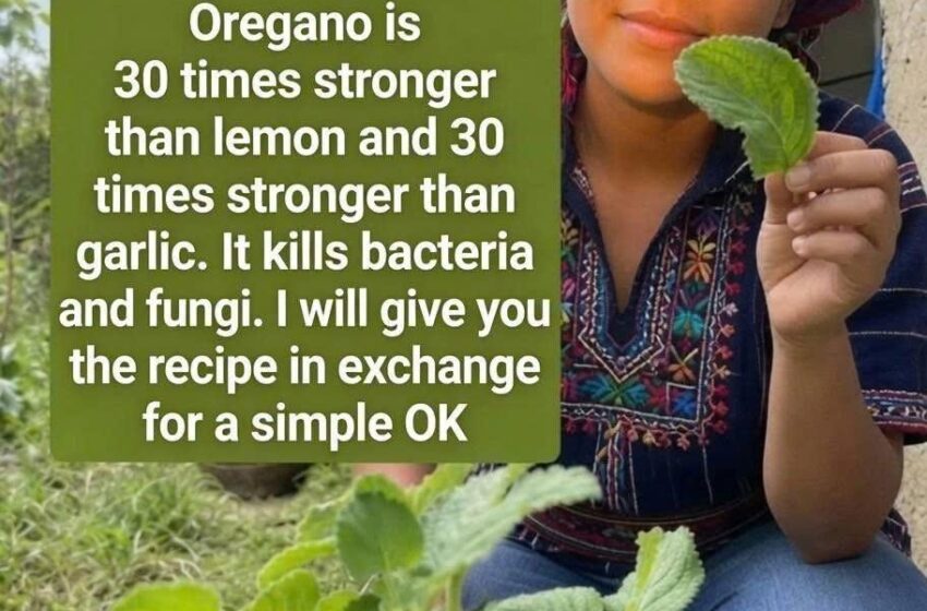  Oregano: A Flavorful Herb with Natural Compounds