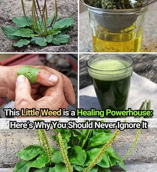  This Little Weed is one of the Most Useful Medicines on the Planet